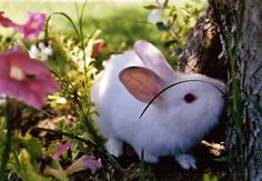 a white rabbit sitting in the grass next to a tree with pink flowers around it