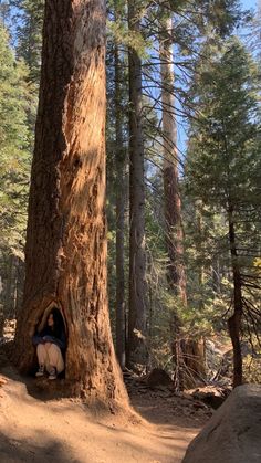 a person sitting in the middle of a tree