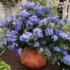 a potted plant with blue flowers in it