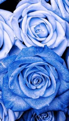 several blue roses are arranged together in this close - up photo, with the petals slightly open