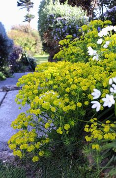 some yellow and white flowers are in the grass