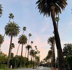 palm trees line the street as cars drive by