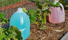 three plastic jugs sitting in the dirt next to plants