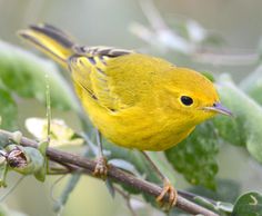 a yellow bird sitting on top of a tree branch