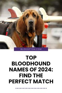 a dog sitting in the back of a truck with text overlay top bloodhound names of 2012 find the perfect match