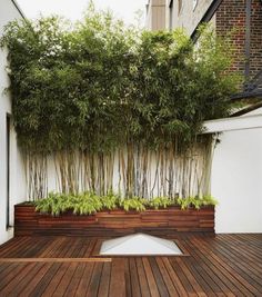 a wooden deck with plants growing on the wall and in between it is a white building