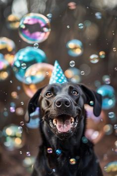 a black dog wearing a party hat and blowing bubbles on it's face with his mouth open