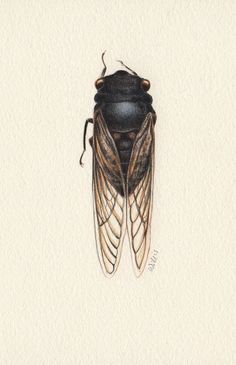 a drawing of a fly insect on a white background