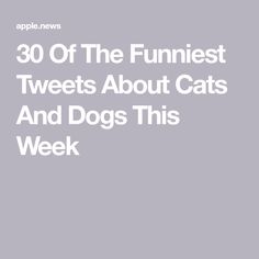 the words 30 off the funniest tweets about cats and dogs this week