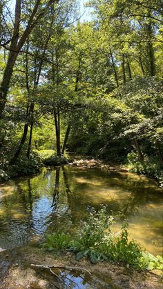 a river running through a lush green forest