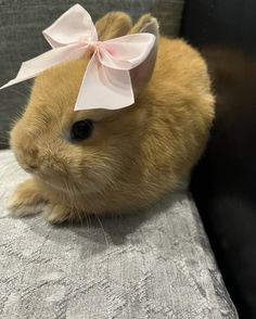 a small hamster with a pink bow on it's head sitting on a couch