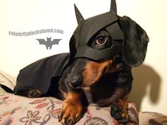 a dachshund wearing a batman costume laying on top of a bed with his head turned to the side