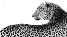 a black and white photo of a cheetah