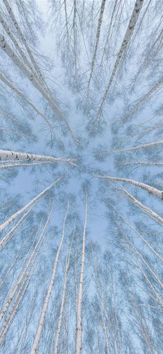 looking up into the sky at tall trees with snow on their tops and branches in the foreground