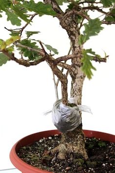 a bonsai tree in a red pot on a table