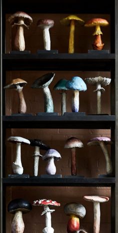 many different types of mushrooms on shelves