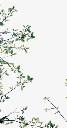 the branches of a tree with green leaves against a white sky