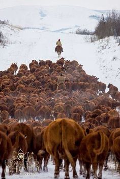 a large herd of cattle walking across a snow covered field next to a man on a horse