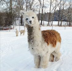 an alpaca standing in the snow with other llamas behind it and trees