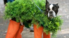 a boston terrier dressed in carrots for halloween