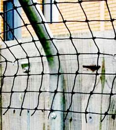 a bird is sitting on the ground behind a fenced in area next to a building