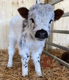 a baby cow standing in hay next to a fence