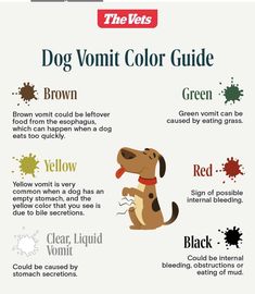 the vets guide to color your dog's hair and coat info sheet for dogs