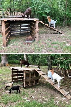 goats and goats are standing on wooden platforms in the woods, while one goat stands on top of another