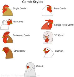 the different types of chickens that are in each type of chicken's head and neck