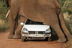 an elephant standing next to a car on a dirt road