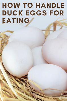 four eggs in a nest with text overlay how to handle duck eggs for eating