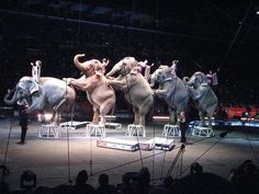 four circus elephants standing on stools in front of an audience