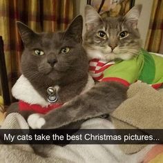 two cats sitting on top of a bed next to each other with the caption, my cats take the best christmas pictures