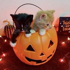 two kittens are sitting on top of a pumpkin