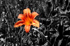 an orange flower is in the middle of some tall grass and weeds with black and white background