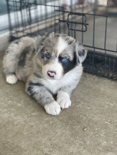 a puppy with blue eyes laying on the ground in front of a wire cage and looking at the camera