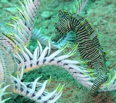 two seahorses are swimming in the water near some algae and other marine life