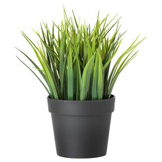 a potted plant sitting on top of a wooden floor next to a white wall