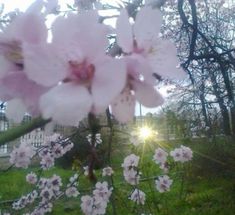 the sun shines through the branches of blossoming cherry trees