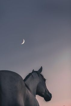 two horses standing next to each other on a field at night with the moon in the sky