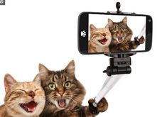 an image of two cats taking a selfie with a cell phone camera attached to it