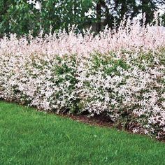 some white flowers are growing in the grass