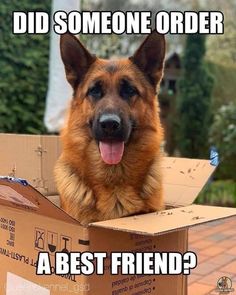 a dog sitting in a cardboard box with the caption did someone order a best friend?