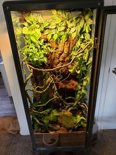 an indoor planter with plants growing in it's glass case on the floor