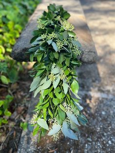 a bunch of green leaves hanging from the side of a stone bench