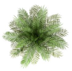 an overhead view of a palm tree on a white background with clipping path to the top