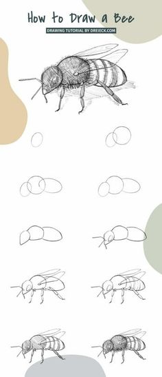 how to draw a bee for children and adults with step - by - step instructions