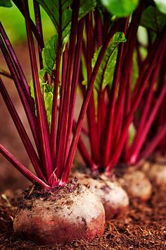 beets are growing in the dirt with green leaves on top and red stems above them