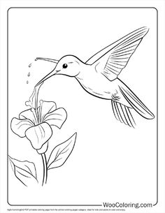 a hummingbird feeding from a flower coloring page