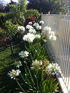 white flowers line the side of a fence